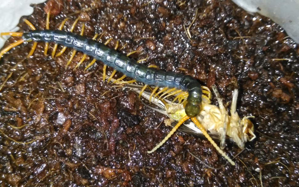 老挝巨人蜈蚣抓蛐蛐_哔哩哔哩 (゜-゜)つロ 干杯~-bilibili