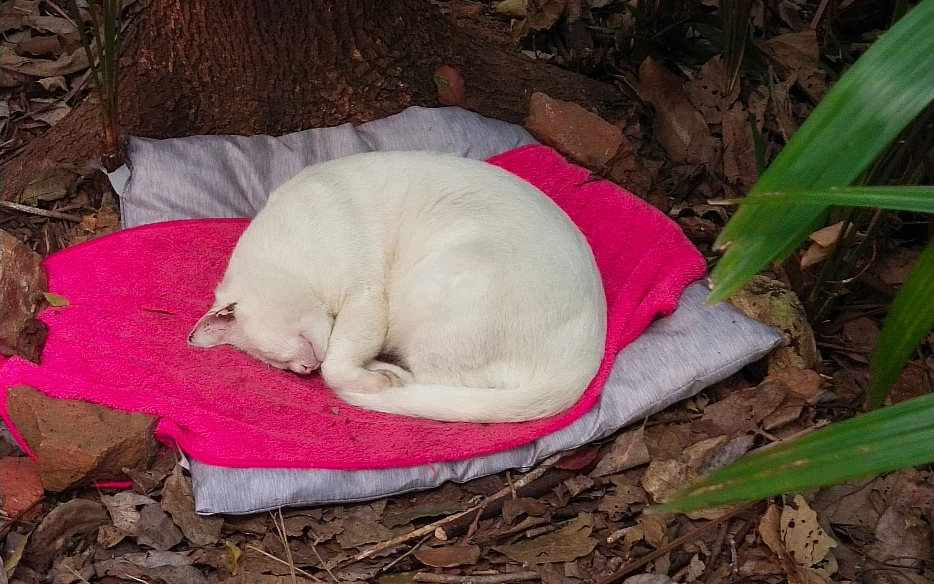 校园流浪猫狗图片