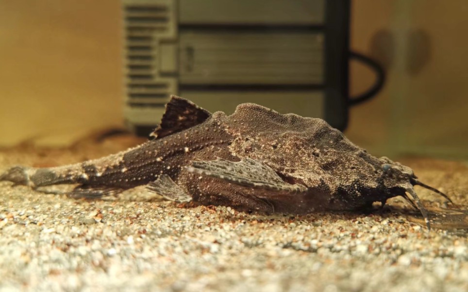 另类的小型底栖鲶鱼—岩石五弦琴猫