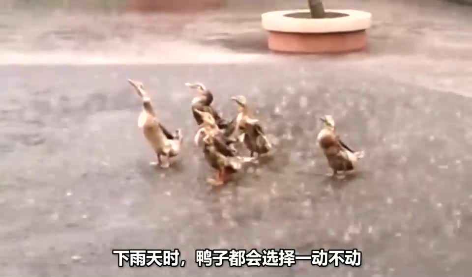 你知道下雨天为什么鸭子会淋雨吗,人家可不是装酷,哈哈哈