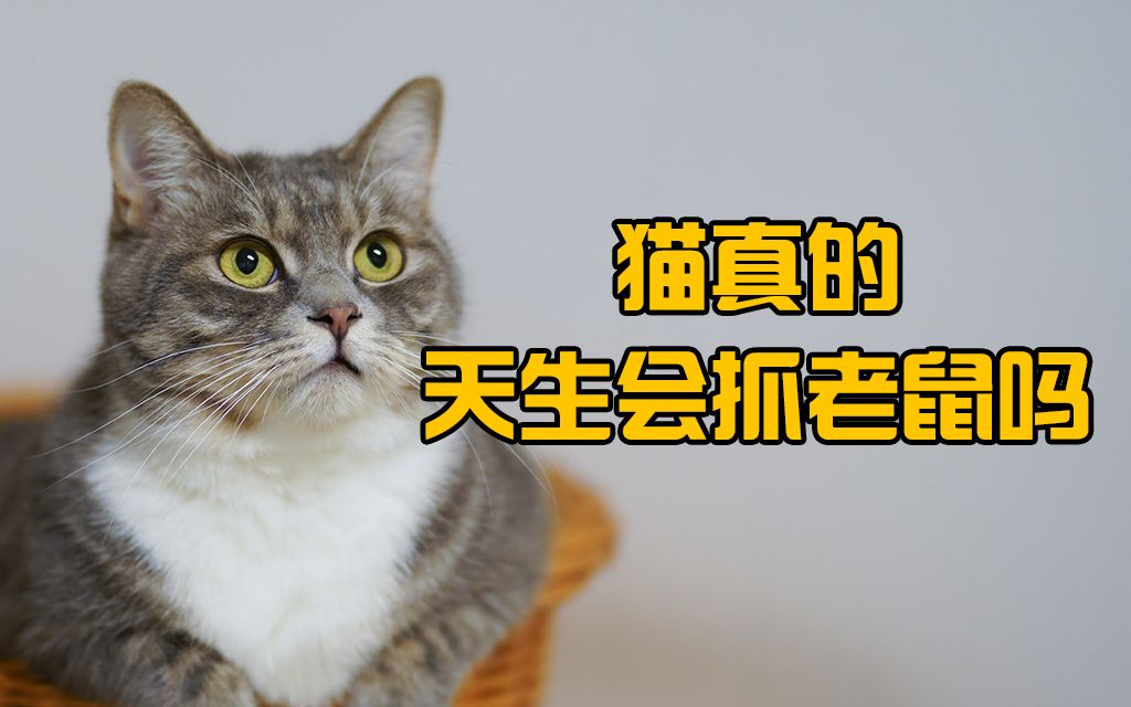 [图]猫真的天生会抓老鼠吗？为什么有的宠物猫不抓老鼠？【宠物知识讲解员】