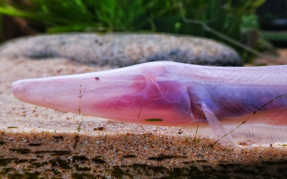 活动作品火鹤飞刀orthosternarchustamandus