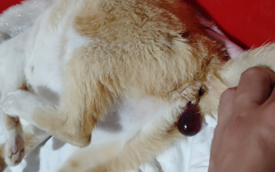 待产的大橘,羊水出来了,要准备生了