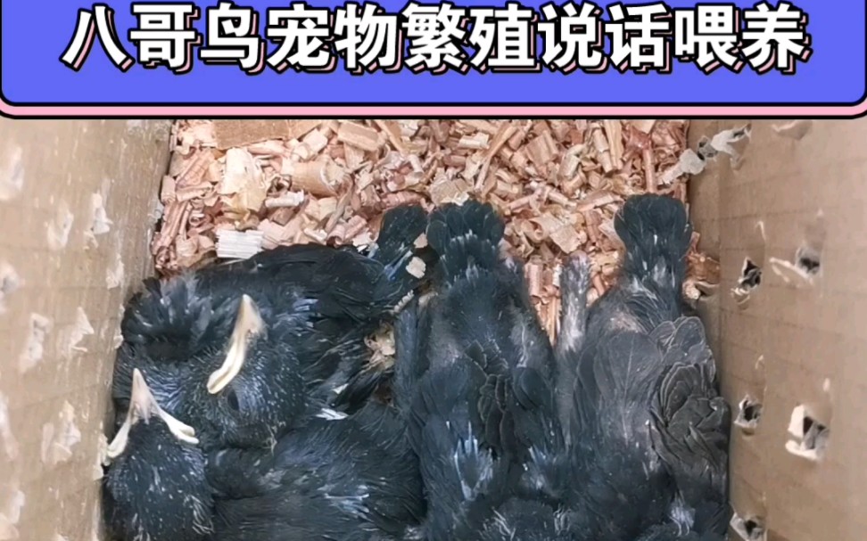 八哥雏鸟幼鸟宠物繁殖林八黑八花八海八哥