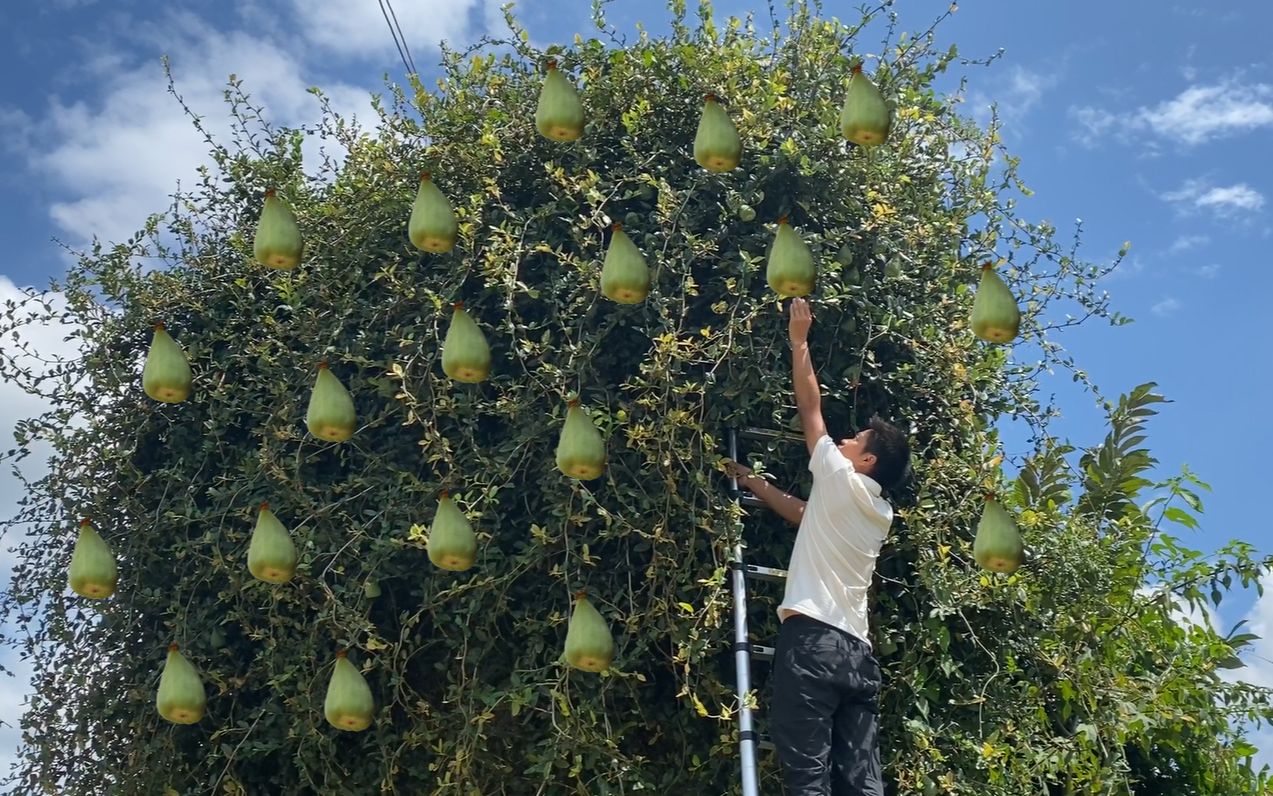 500年前的古墙上结满了凉粉果一斤能卖200元小伙摘了一篮子