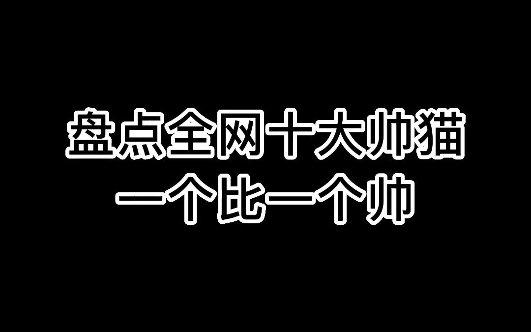 盘点全网十大帅猫 一个比一个帅哔哩哔哩bilibili