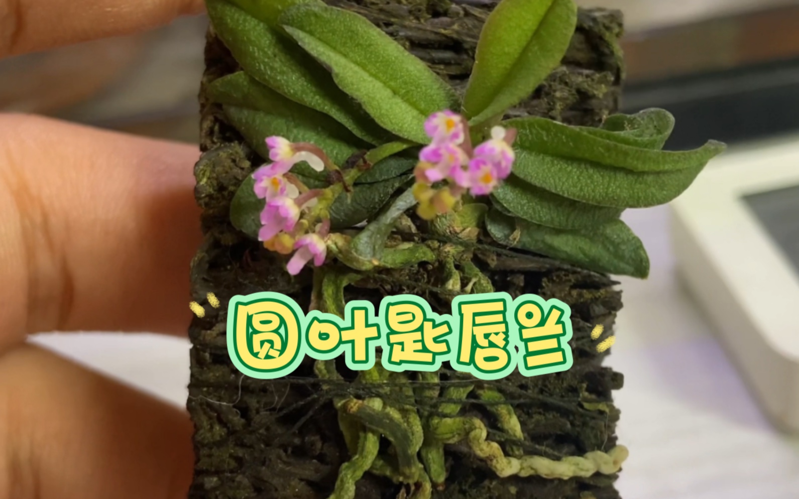 兰科植物 圆叶匙唇兰(Schoenorchis tixieri) 雨林缸植物哔哩哔哩bilibili