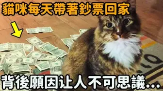 Download Video: 这只猫竟成精了！每天带着钞票回家，背后原因竟如此不可思议！