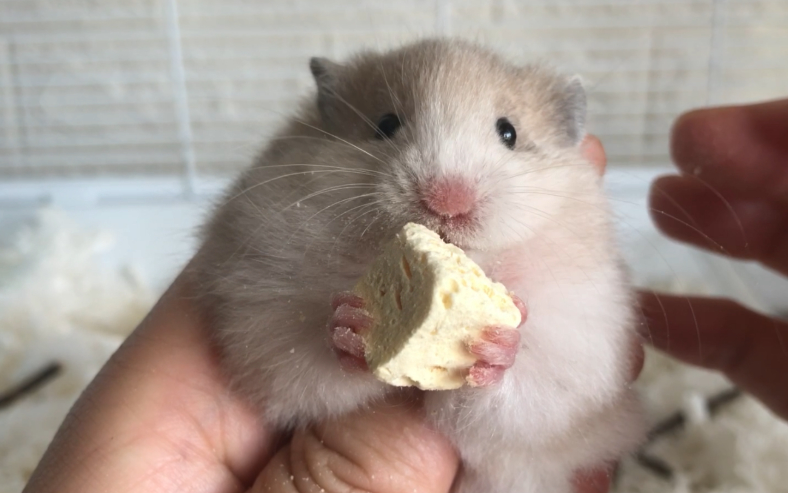 新仓鼠黑黄波利熊加入!取名"不奸"!片尾附带面包虫讲解!