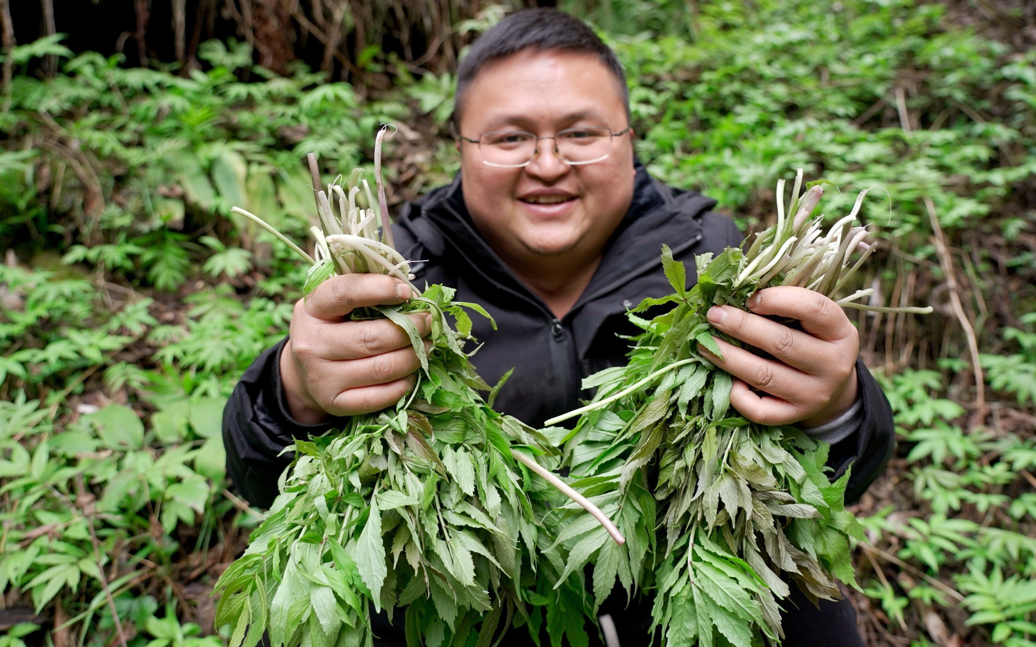 春天独有的野菜石格菜,也叫雪芽菜,满山遍地长满了,越采越过瘾