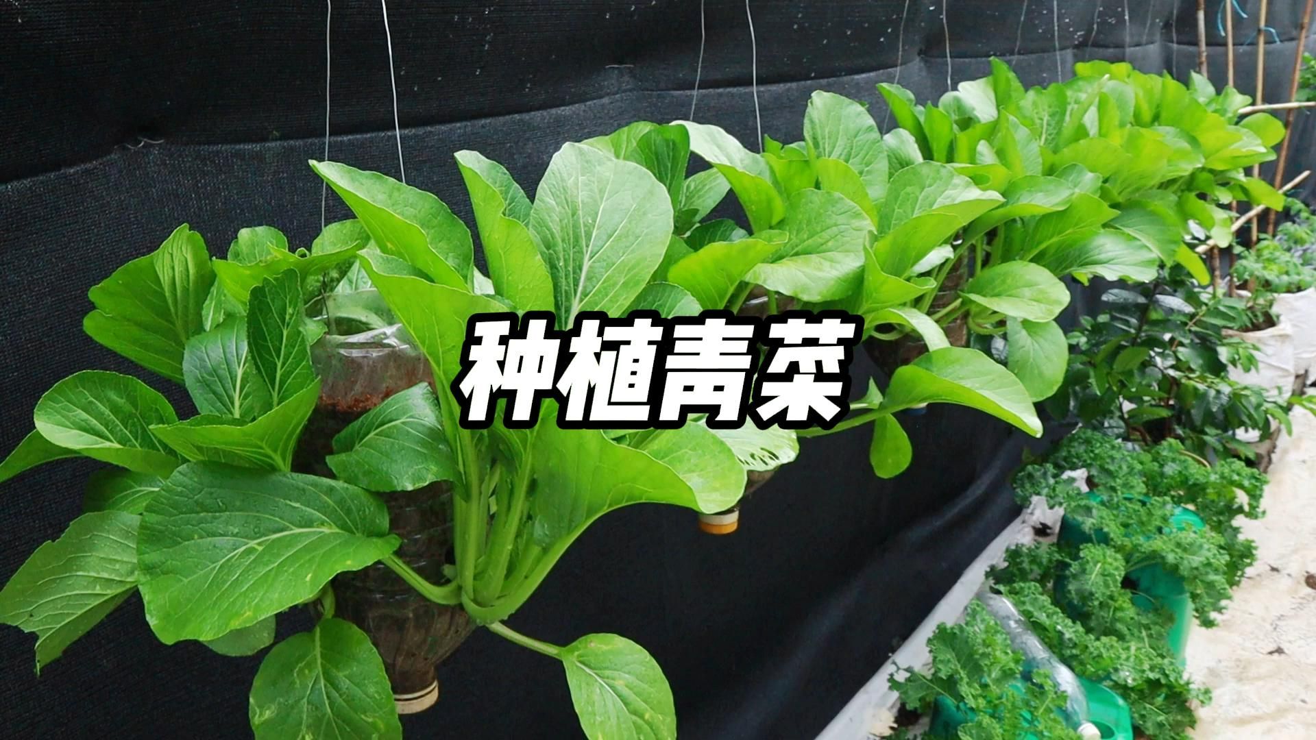 教你用饮料瓶种青菜方法简单实用,阳台小院均可种植