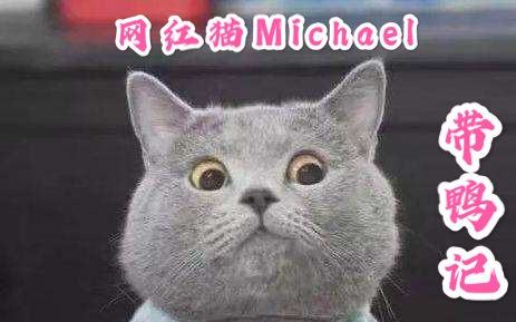 网红猫michael带鸭记!
