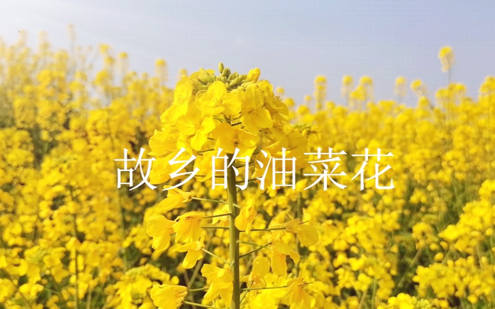 [图]故乡的油菜花