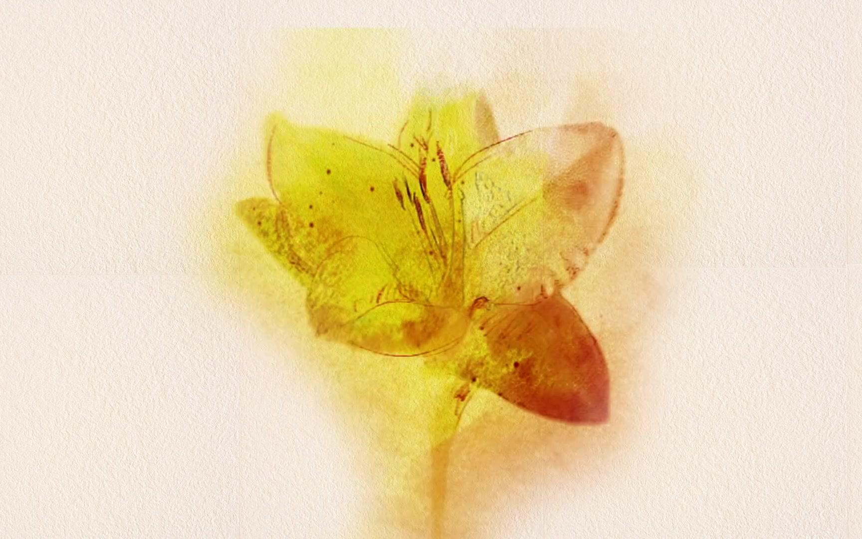 7.防弹少年团bts young forever(花样年华)