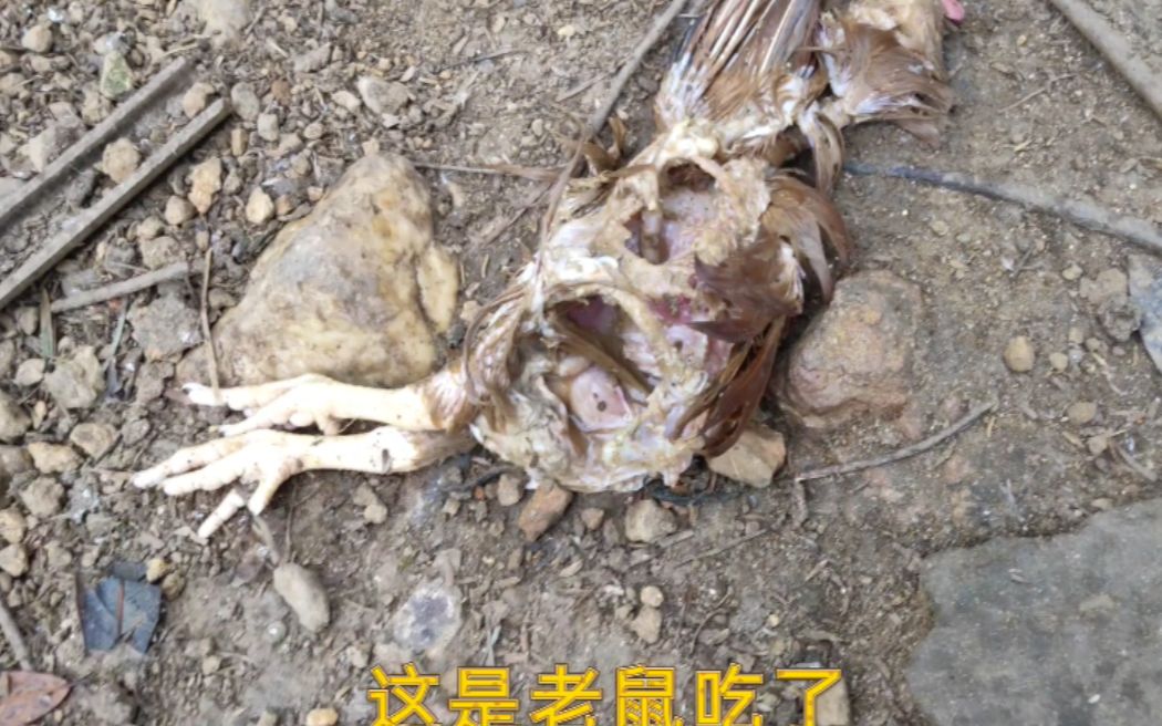 小魏养殖,养殖场老鼠泛滥天天吃小鸡,小魏大手一挥随便它吃管够