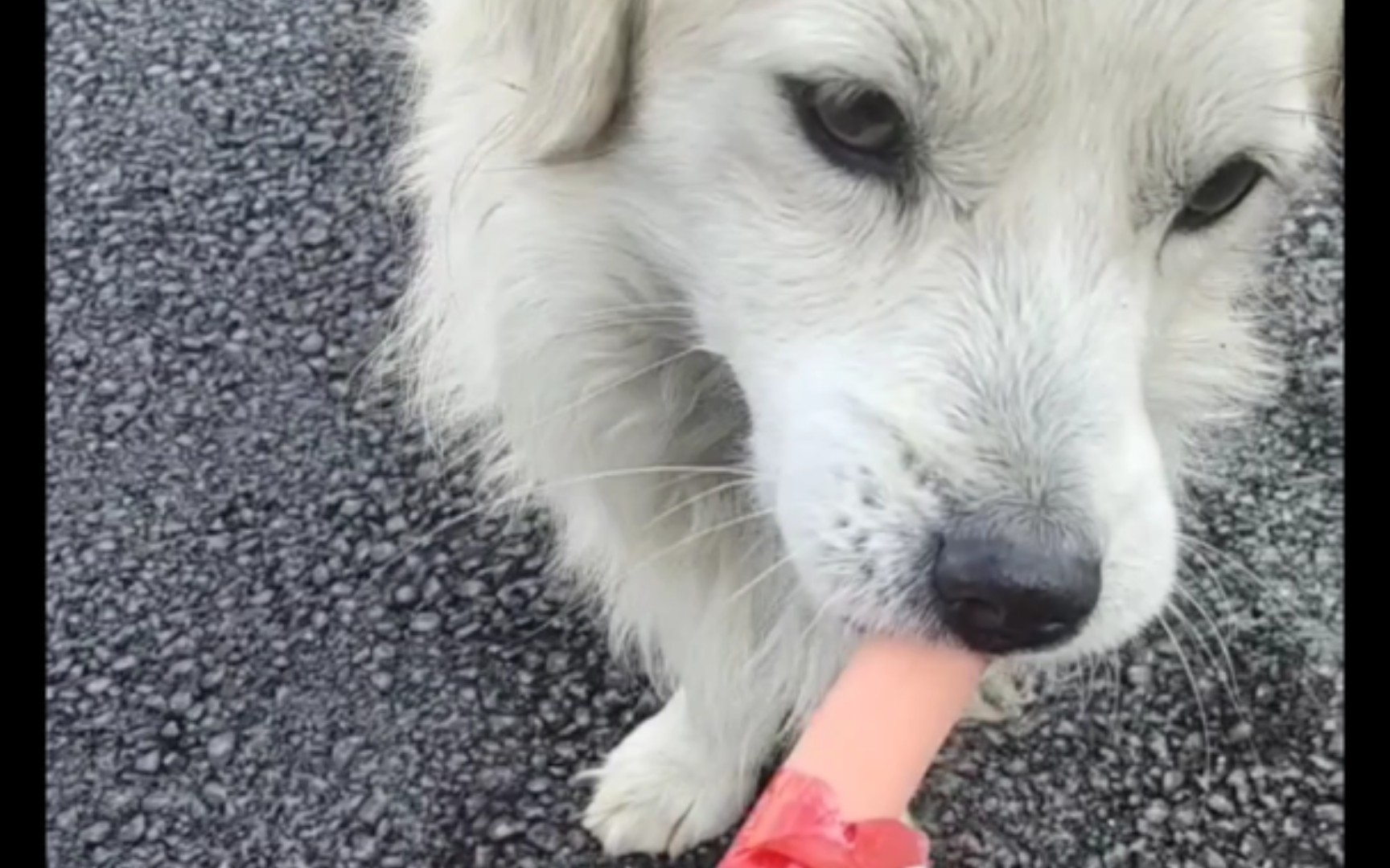 流浪狗吃播,一口一根火腿肠