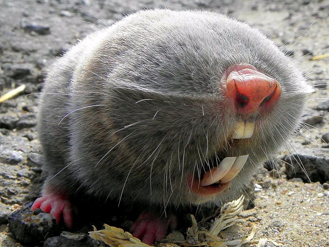 没有眼睛的地下挖土机,圆滚滚的动物你见过吗