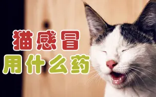 Download Video: 猫感冒用什么药