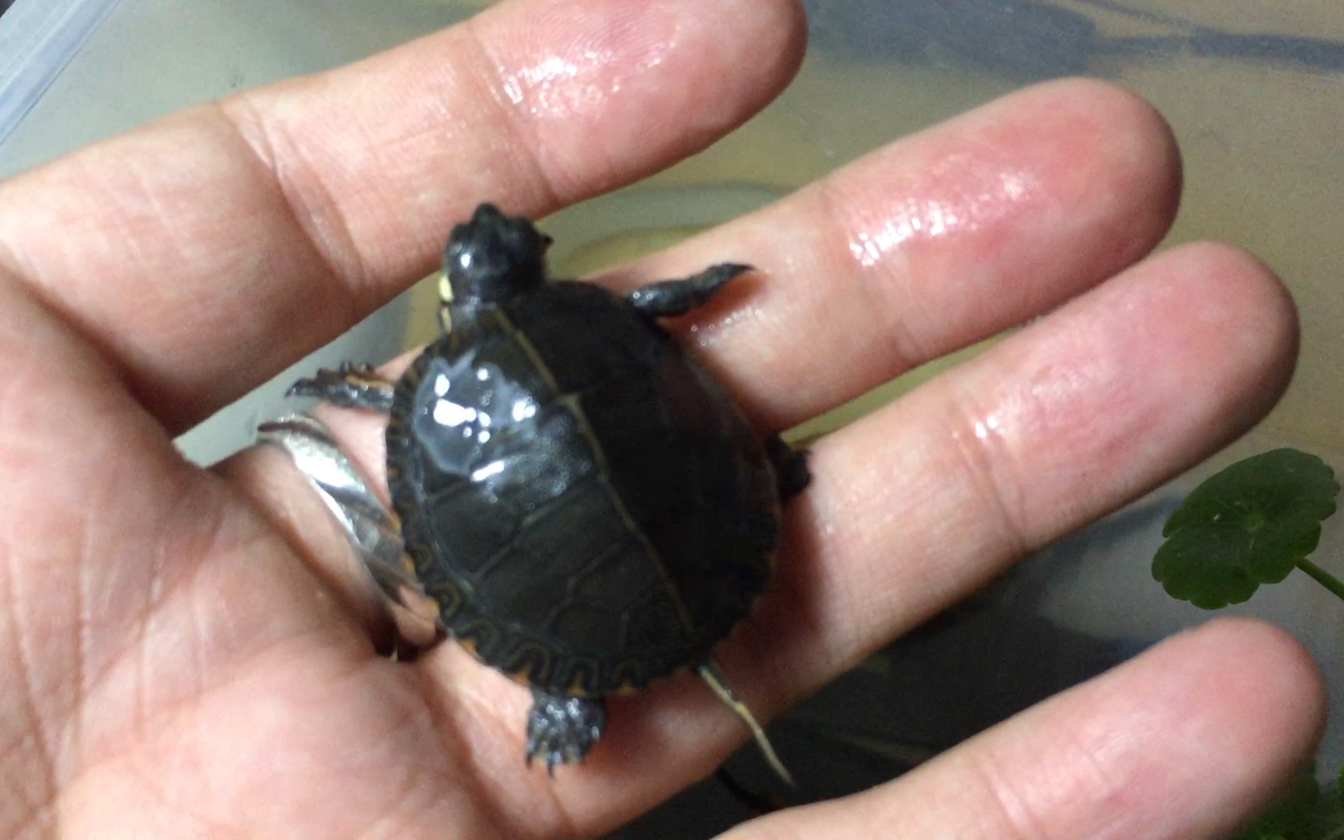 「东锦龟」新入了一只漂亮的小东锦,太活泼了东锦龟,五十八一个