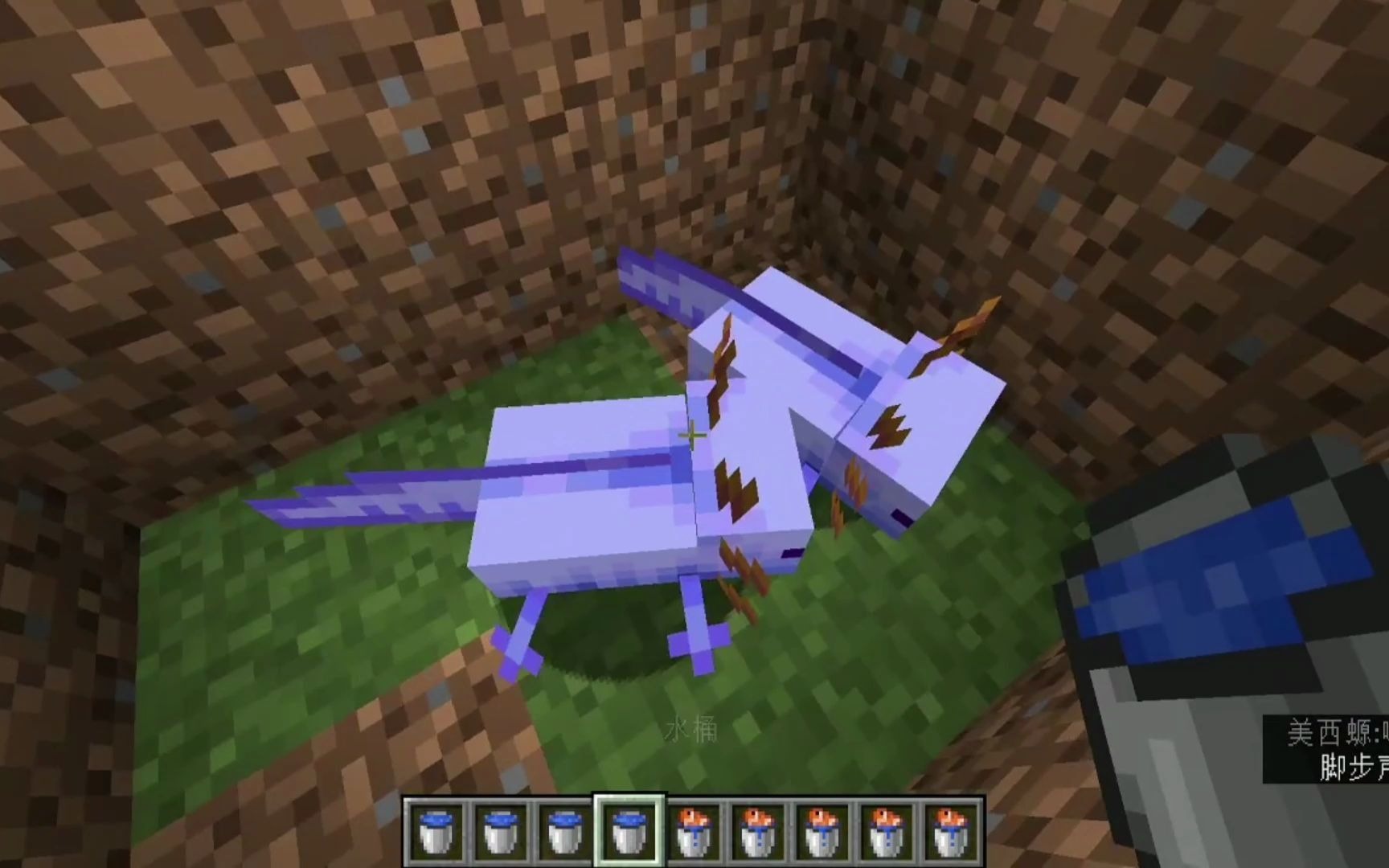 1小科普稀有美西螈不存在的