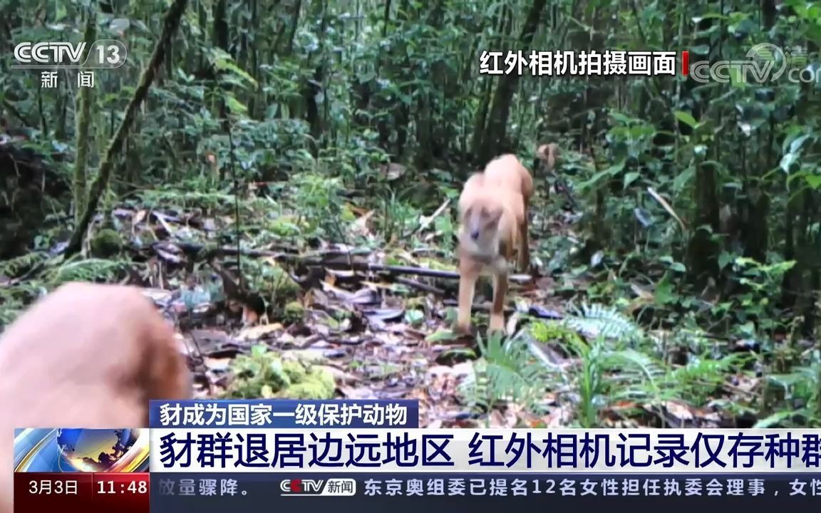 世界野生动植物日:“豺”成为国家一级保护动物!哔哩哔哩bilibili