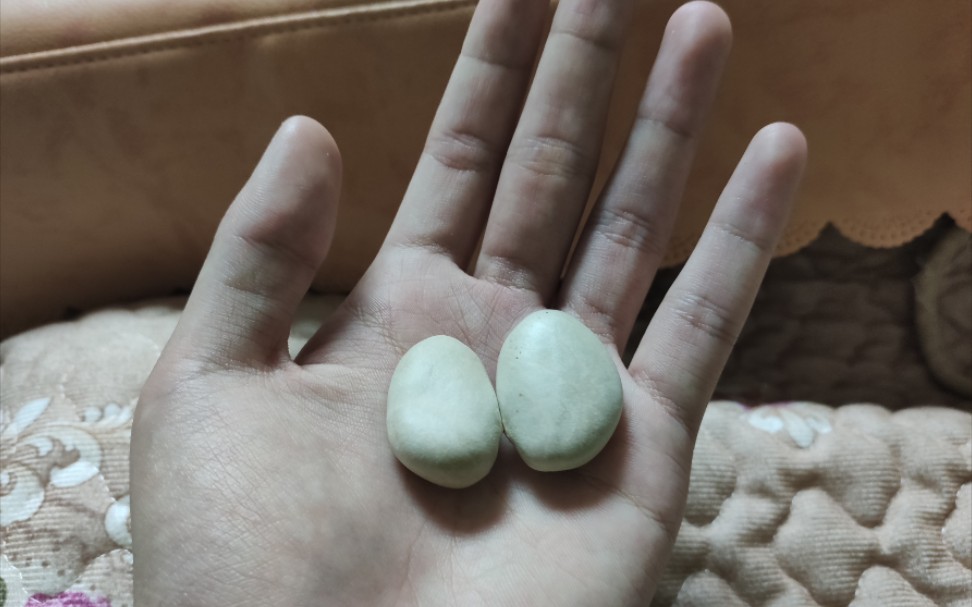 男孩子们又到了一月一次的换蛋期了