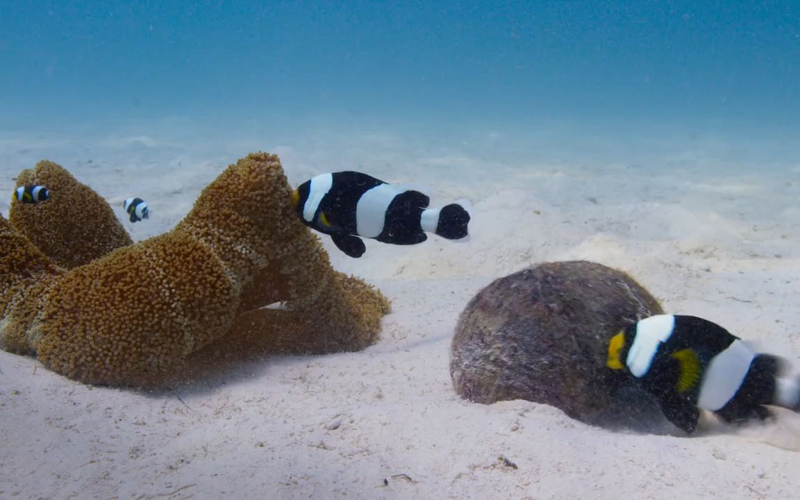 3鞍背小丑鱼_batch