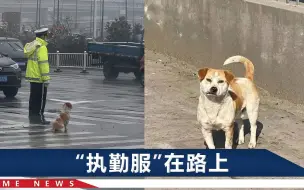 Скачать видео: 流浪狗陪交警站了2年，吃住都在执勤岗，如今终于要“转正”了