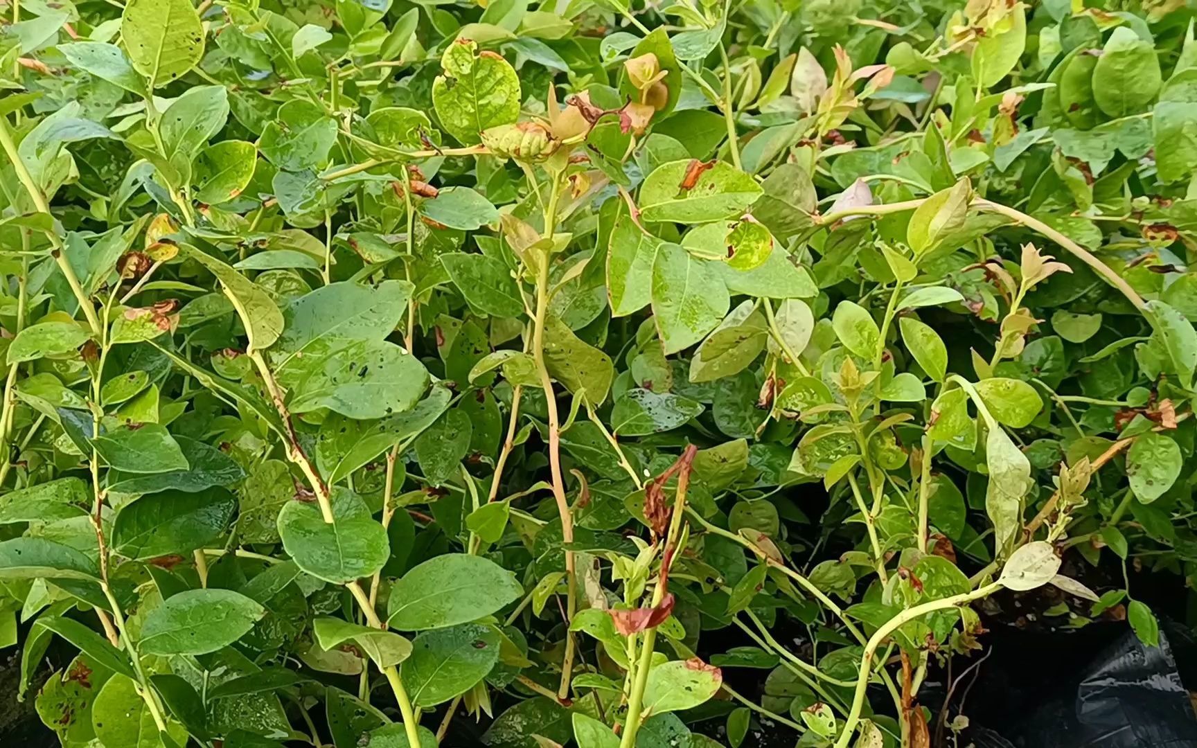 蓝莓什么时候种植最合适?选对季节很重要,成活率高更早结果哔哩哔哩bilibili