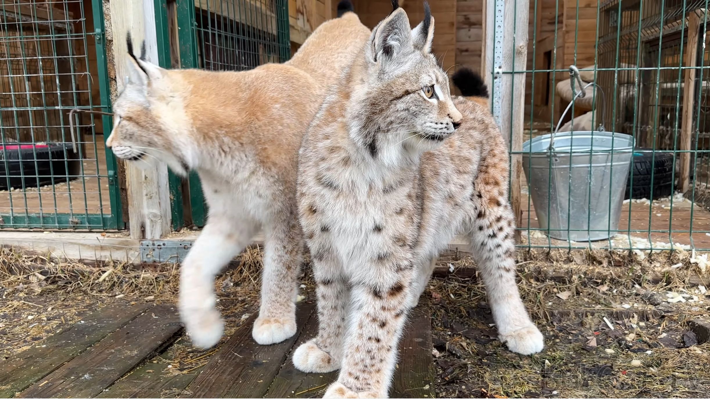 9个月大的小猞猁,跟妈妈一样高了 (猞猁姐姐20240326)