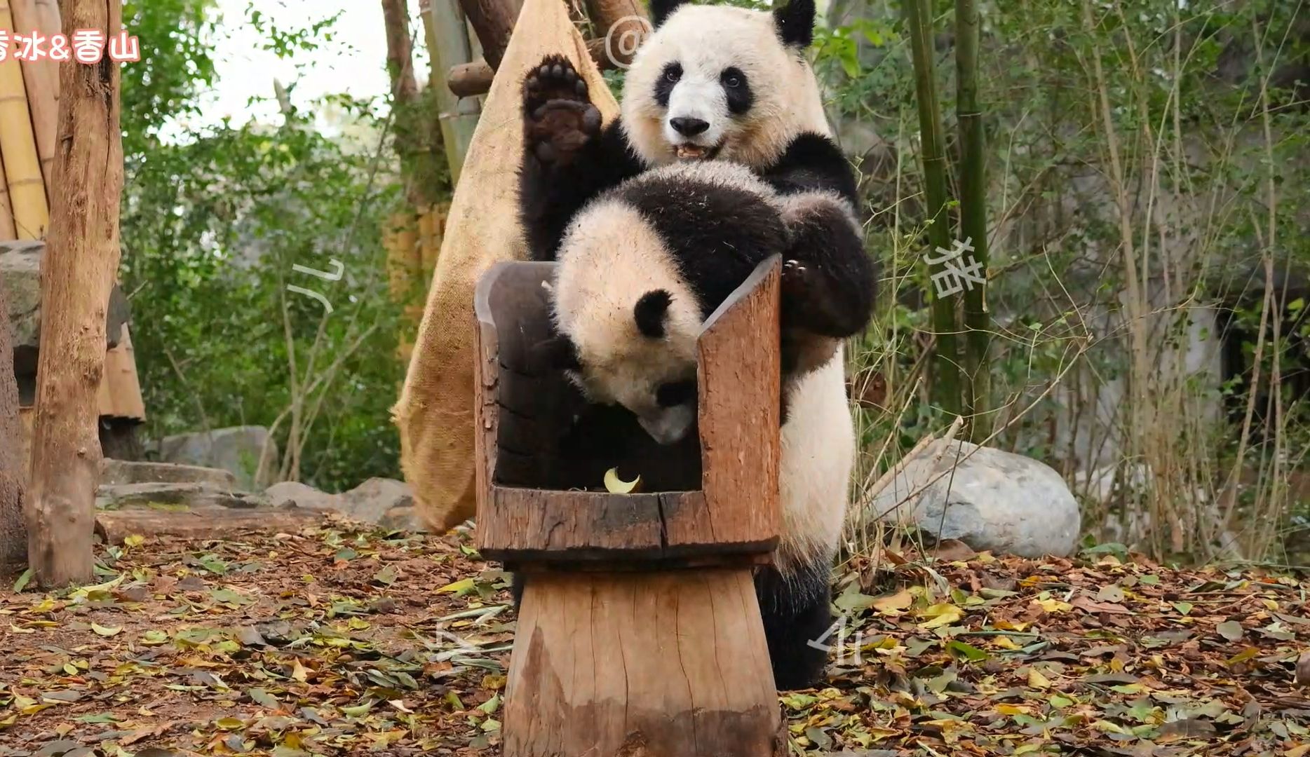 彭州熊猫香山门票图片