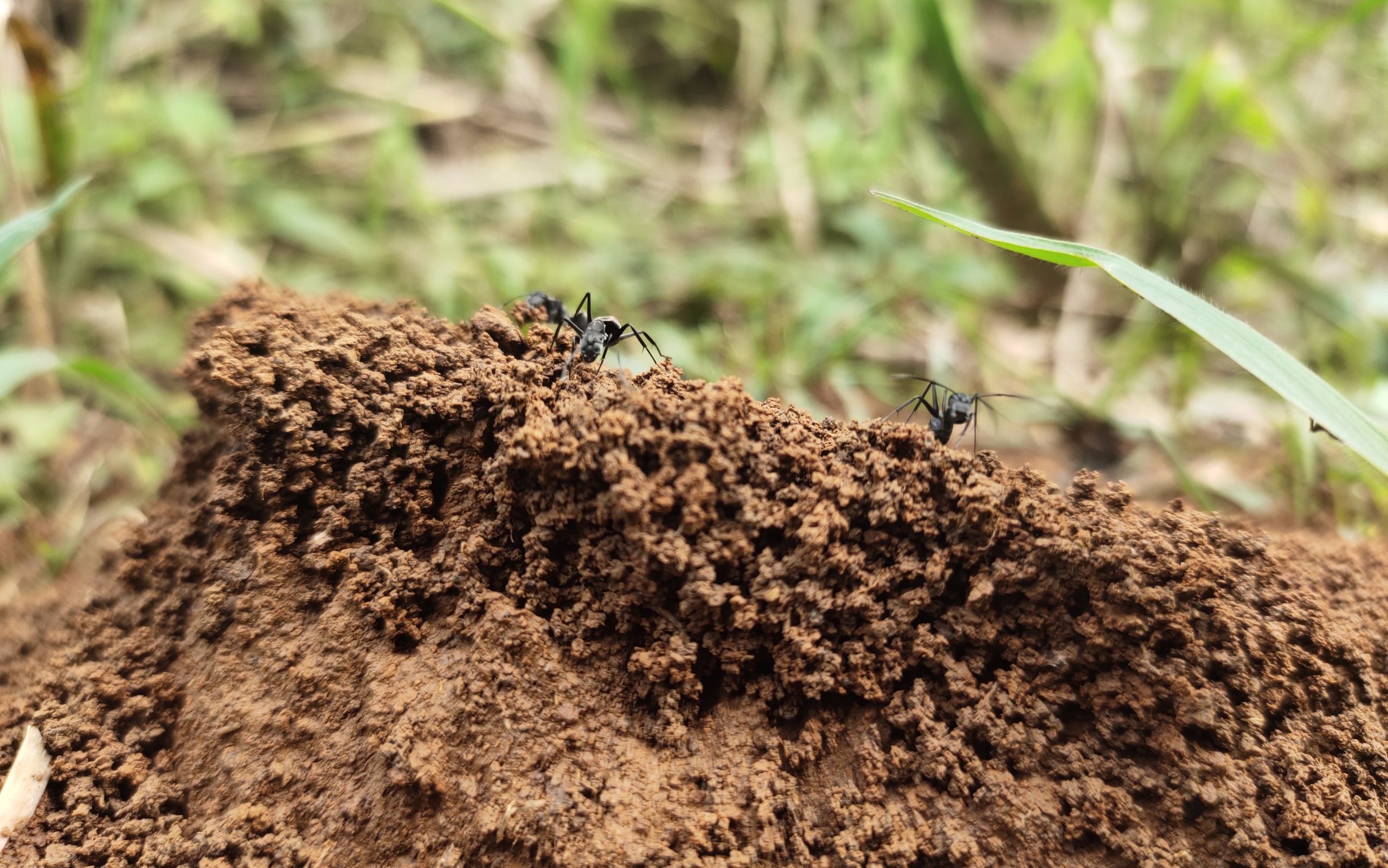 太聪明了修建拦水坝的大黑蚂蚁