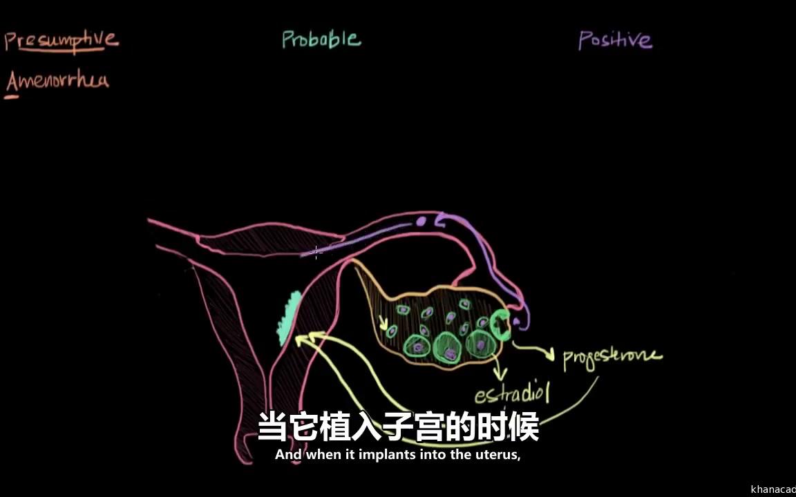 [图]『可汗学院』人体解剖学和生理学 [怀孕及孕期症状]