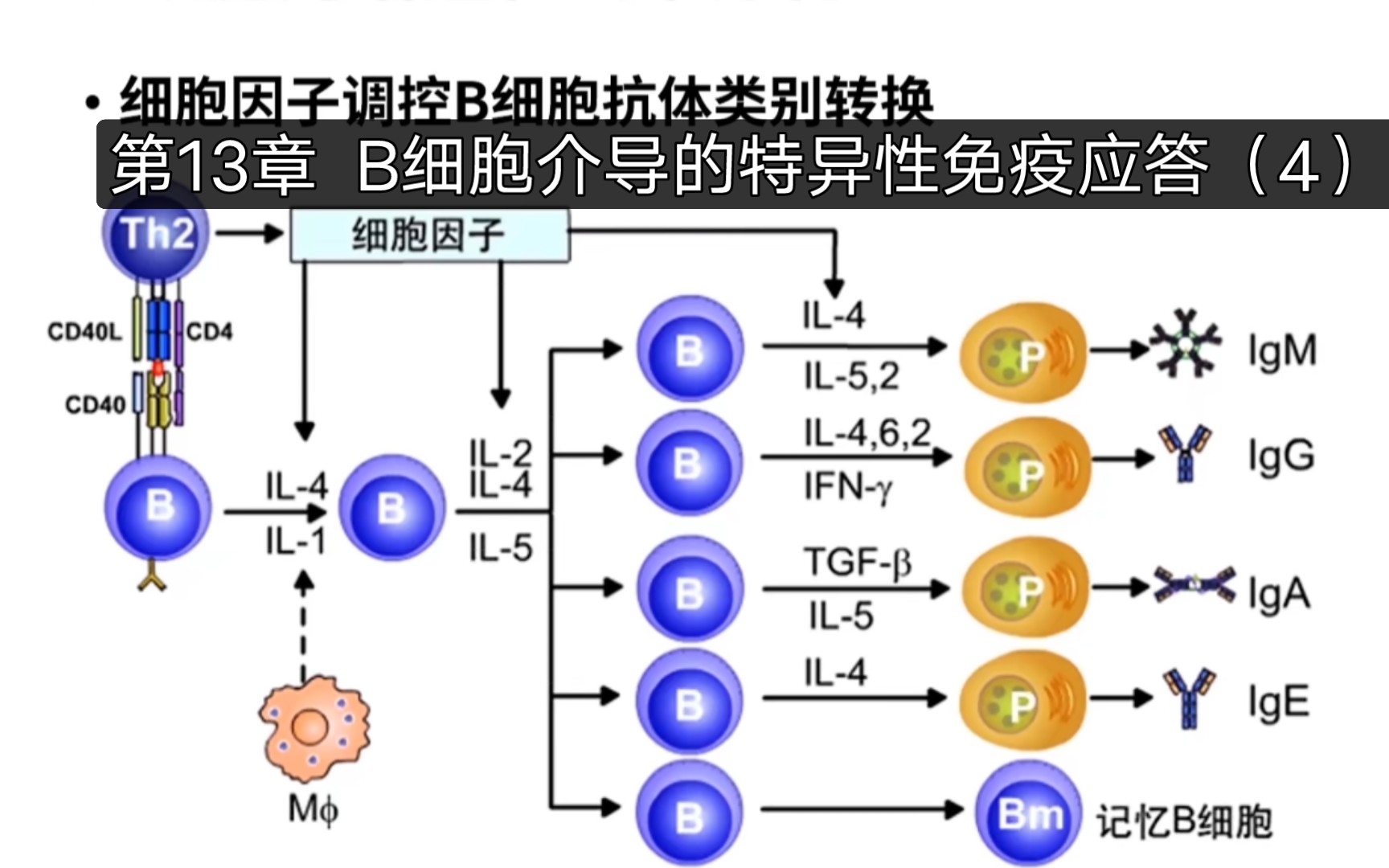 医学免疫学 第13章 b细胞介导的特异性免疫应答(4)(仅供个人每日打卡)