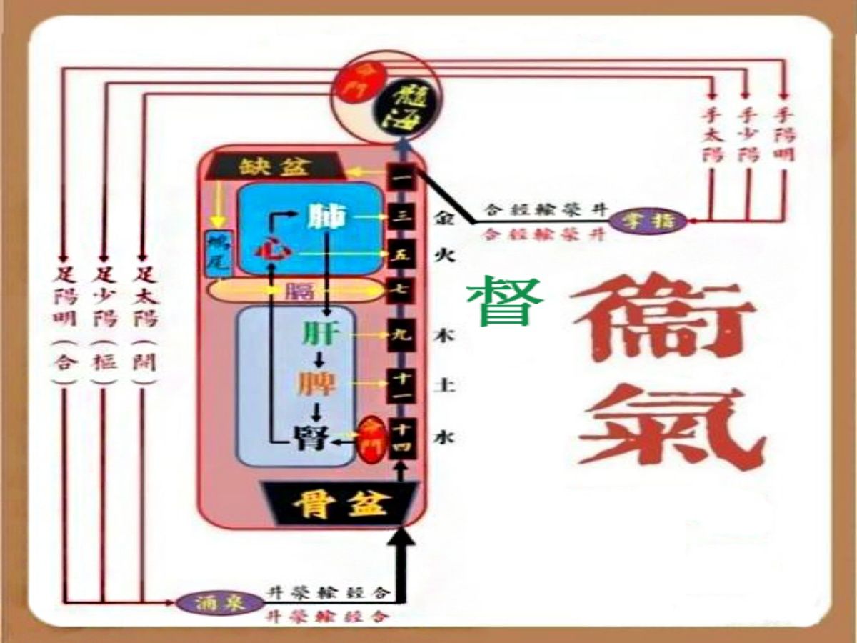 第125讲:【黄帝内经】卫气的生成和运行规律哔哩哔哩bilibili