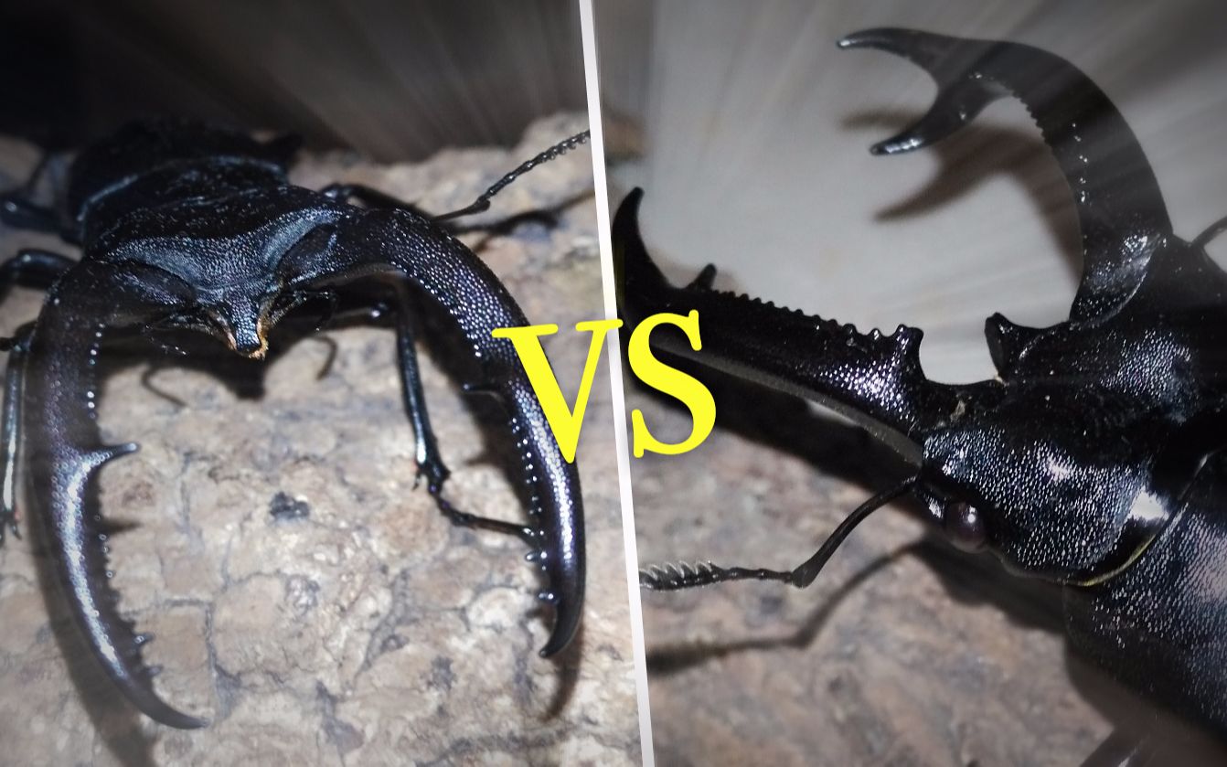 【叉角锹内战】巨颚叉角锹甲vs黑叉角锹甲_哔哩哔哩_bilibili