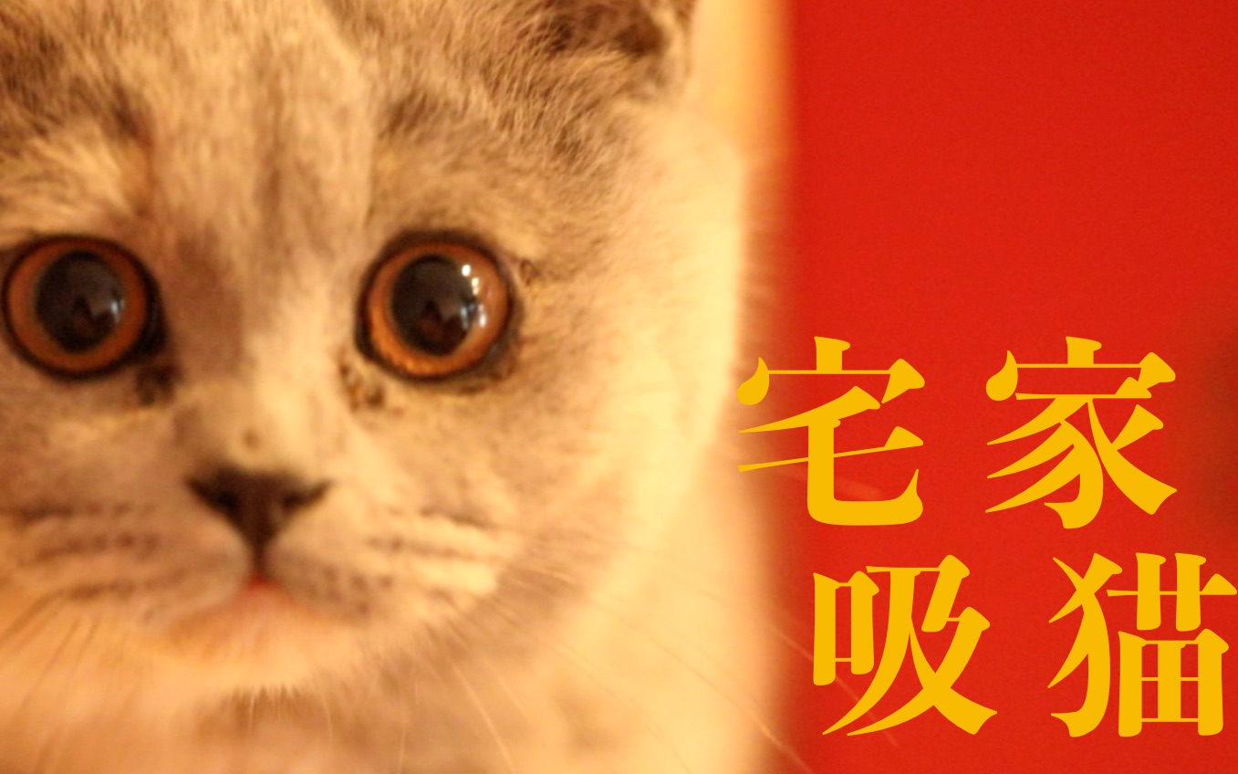 【大眼小蓝猫】小奶猫在家里忙得不亦乐乎