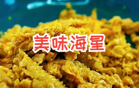 海星怎么吃你知道吗?给大家介绍一下我们渤海湾的特产,可以吃的满黄带籽的大海星,味道极鲜,鱼籽的口感,蟹黄的味道!哔哩哔哩bilibili