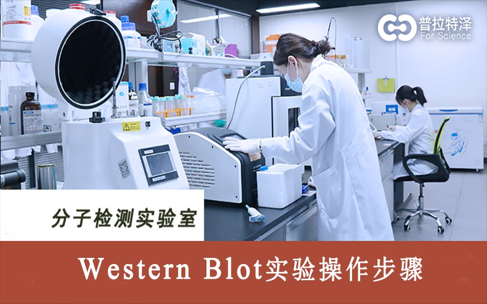 Western Blot(蛋白质免疫印迹)实验操作步骤哔哩哔哩bilibili