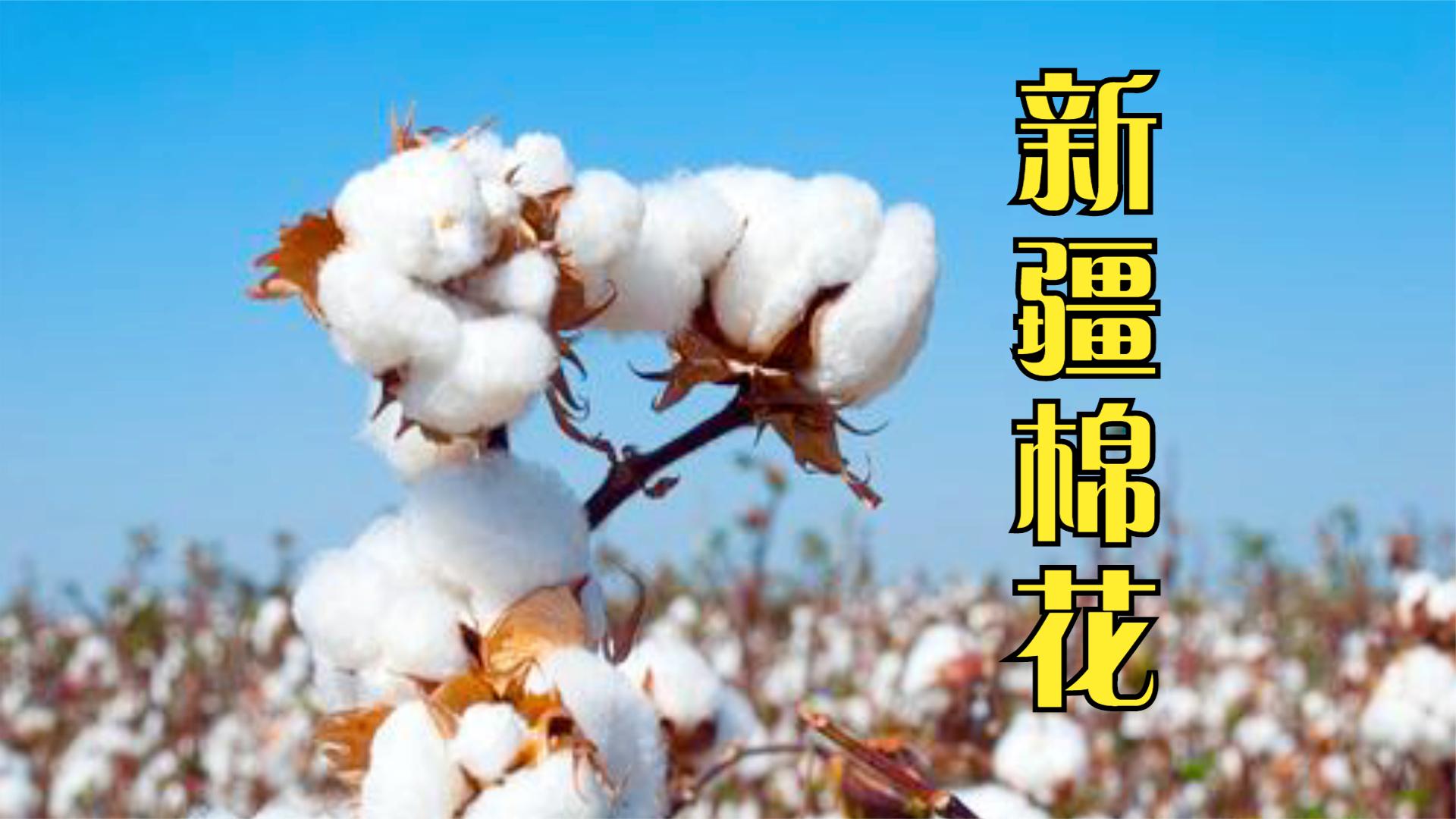 新疆棉花为什么好?广东热量条件充足却基本不出棉花,长知识了