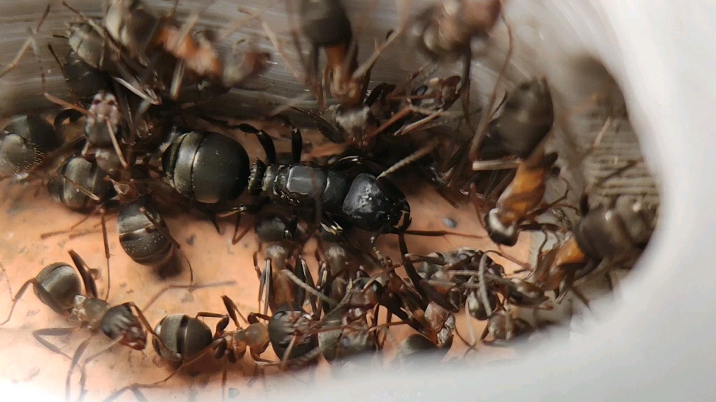 嫖来的悍蚁_哔哩哔哩_bilibili