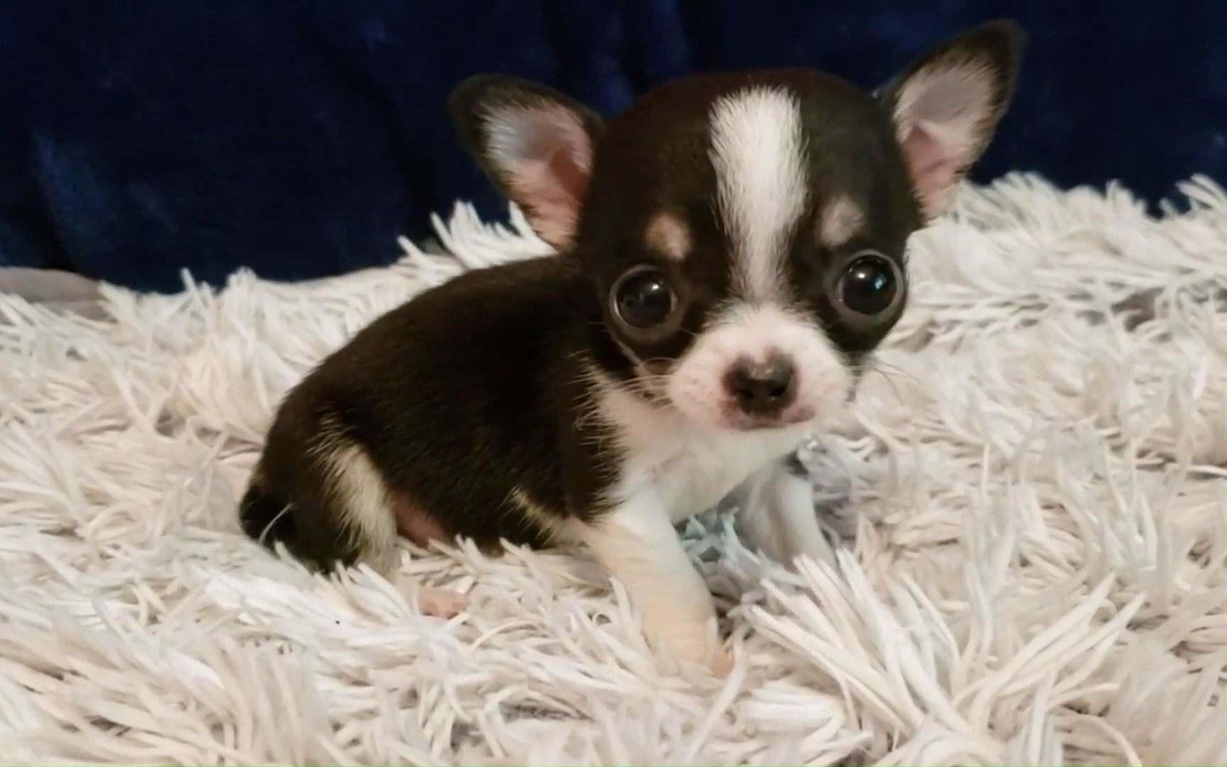 可爱的迷你黑色吉娃娃