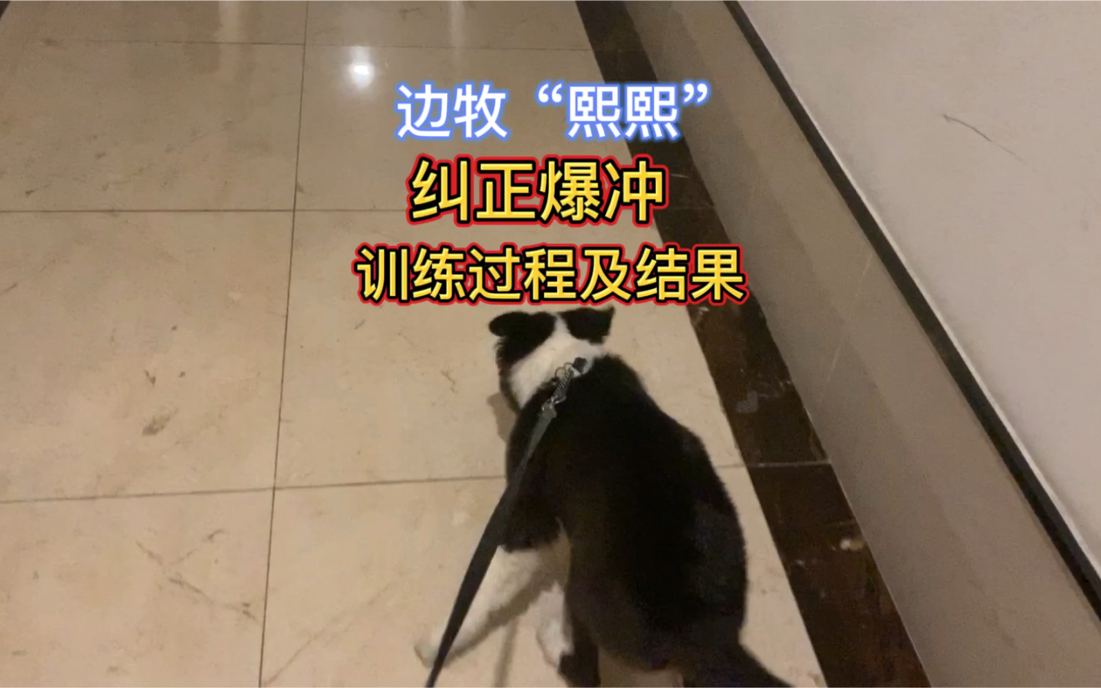 [图]城市养犬管理条例已经非常严格，主人不作为的话，受苦的无辜的毛孩子。