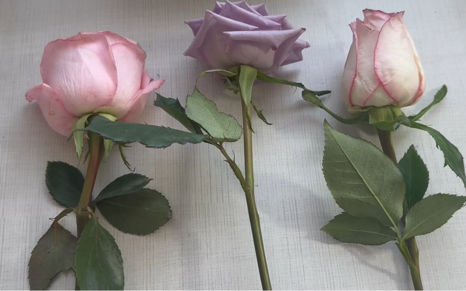 【通灵】守护灵想对你说的话