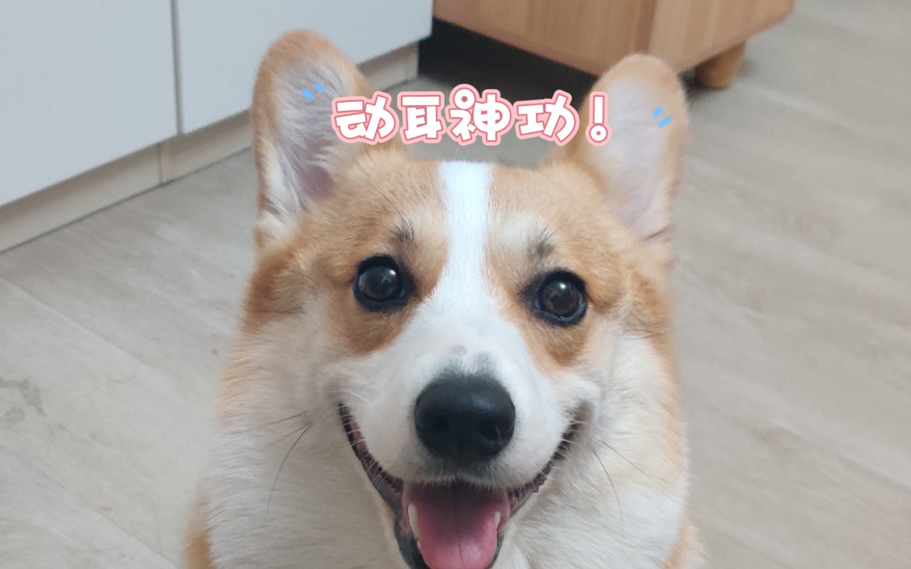 快看我的动耳神功!