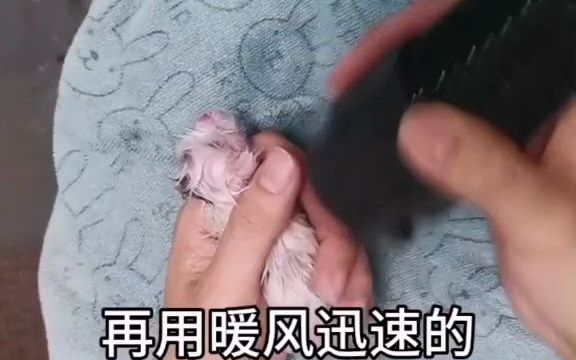 小猫抢救的后续处理 #猫咪接生 #猫咪天津哪里可以买到纯种金渐层哔哩哔哩bilibili