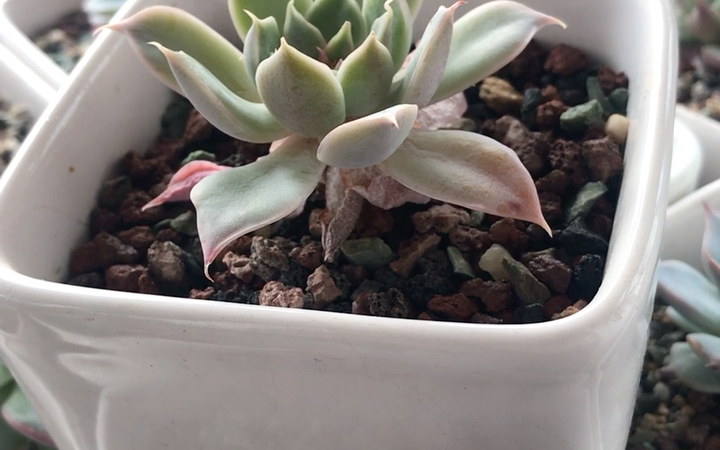 多肉植物 北极星月影 叶片颜色为青绿色 叶形细长外翻尖