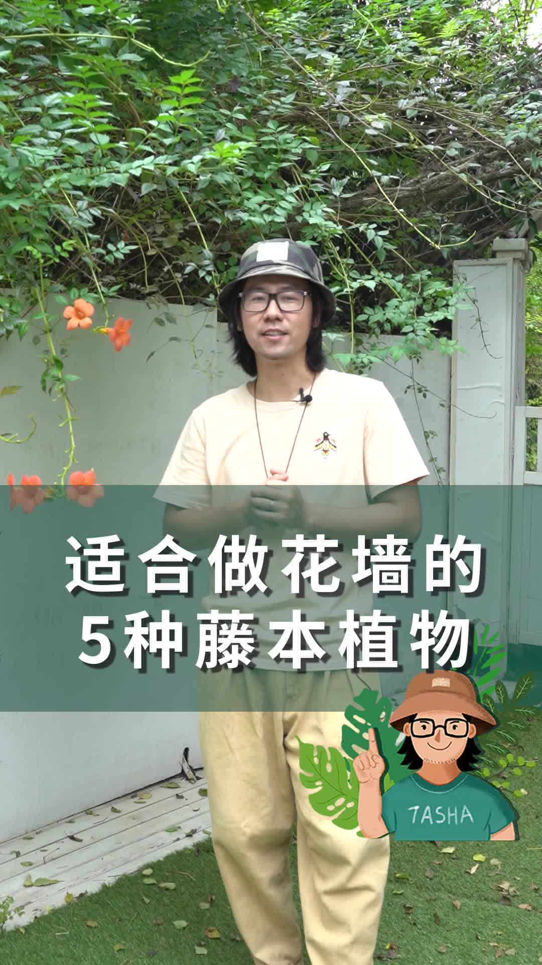 如果你想拥有一面花墙,试试种这几种植物吧~哔哩哔哩bilibili