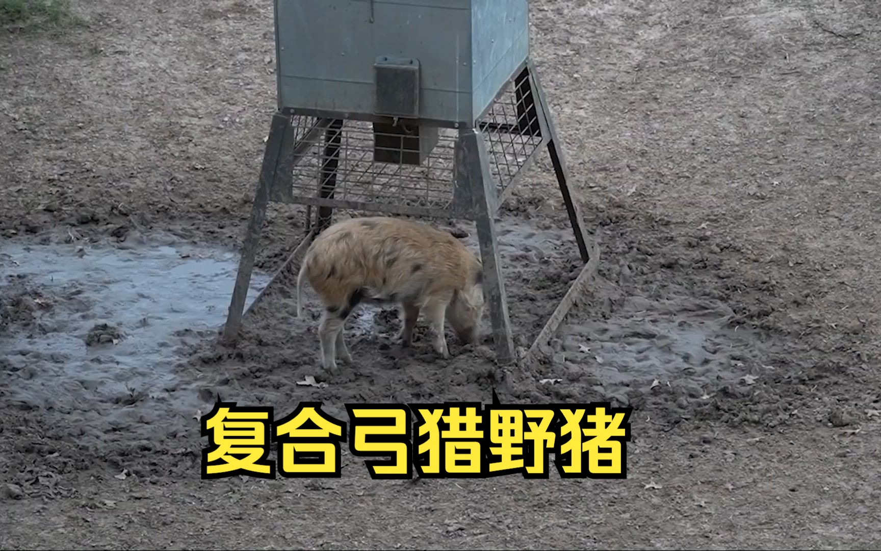 复合弓狩猎野猪 复合弓的威力 太强了 穿透野猪身体