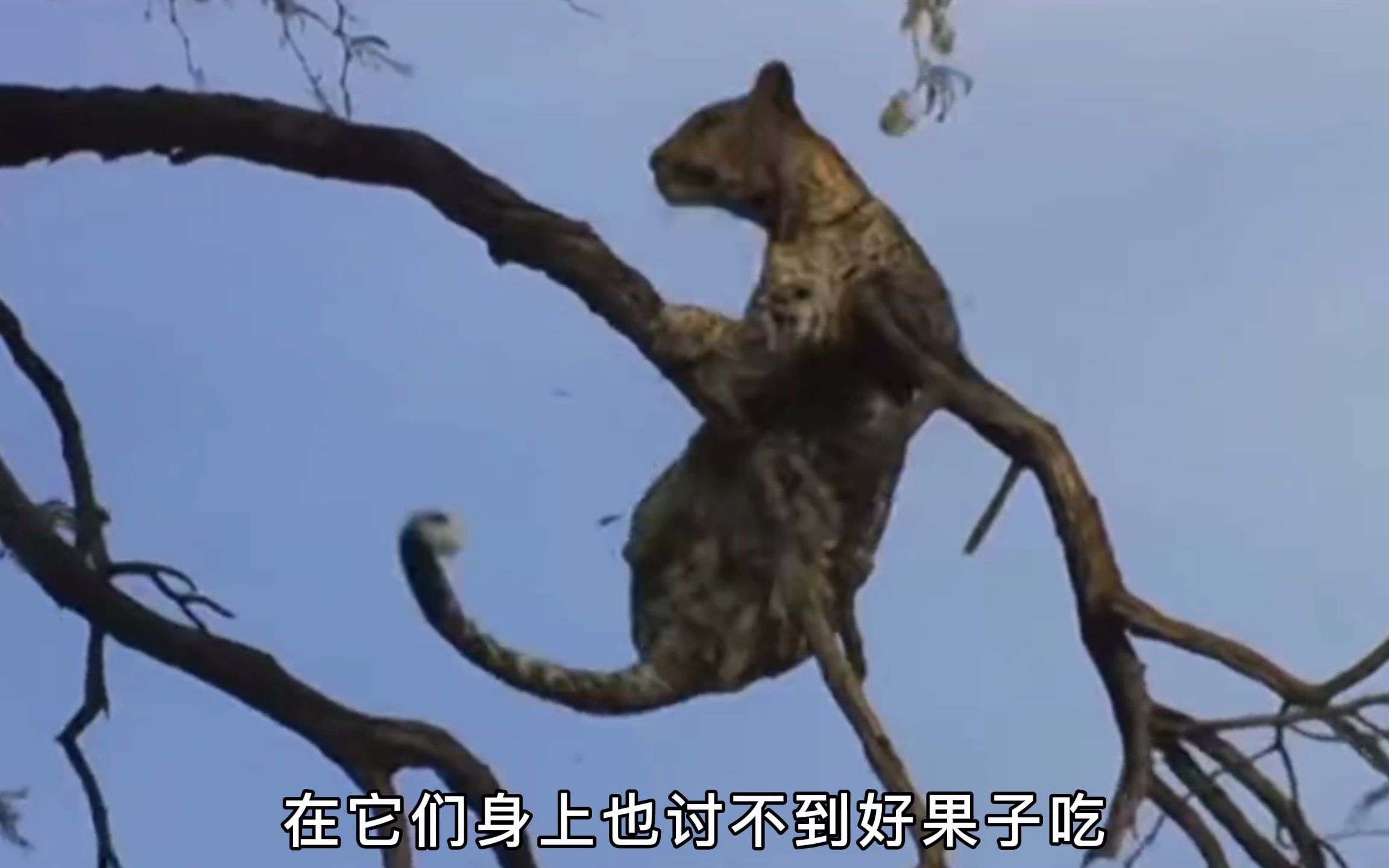 熊心豹子胆,花豹到底有多大胆?